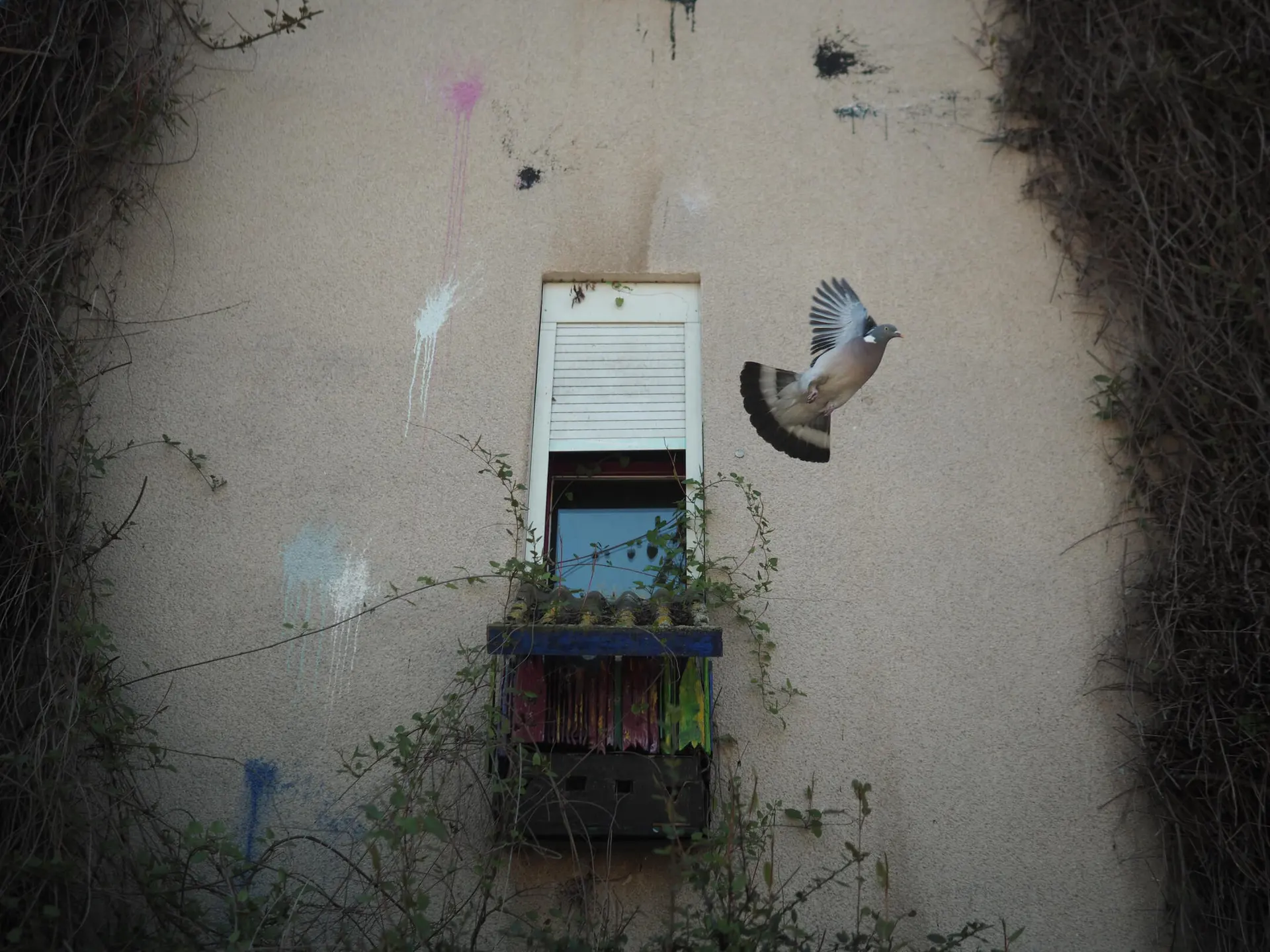 Wood pigeon flying beside a narrow window on a weathered, paint-splattered wall