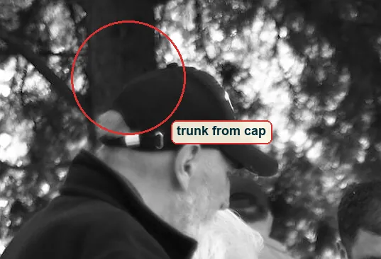 Crop of the top left where a dark tree trunk grows straight out of the black cap