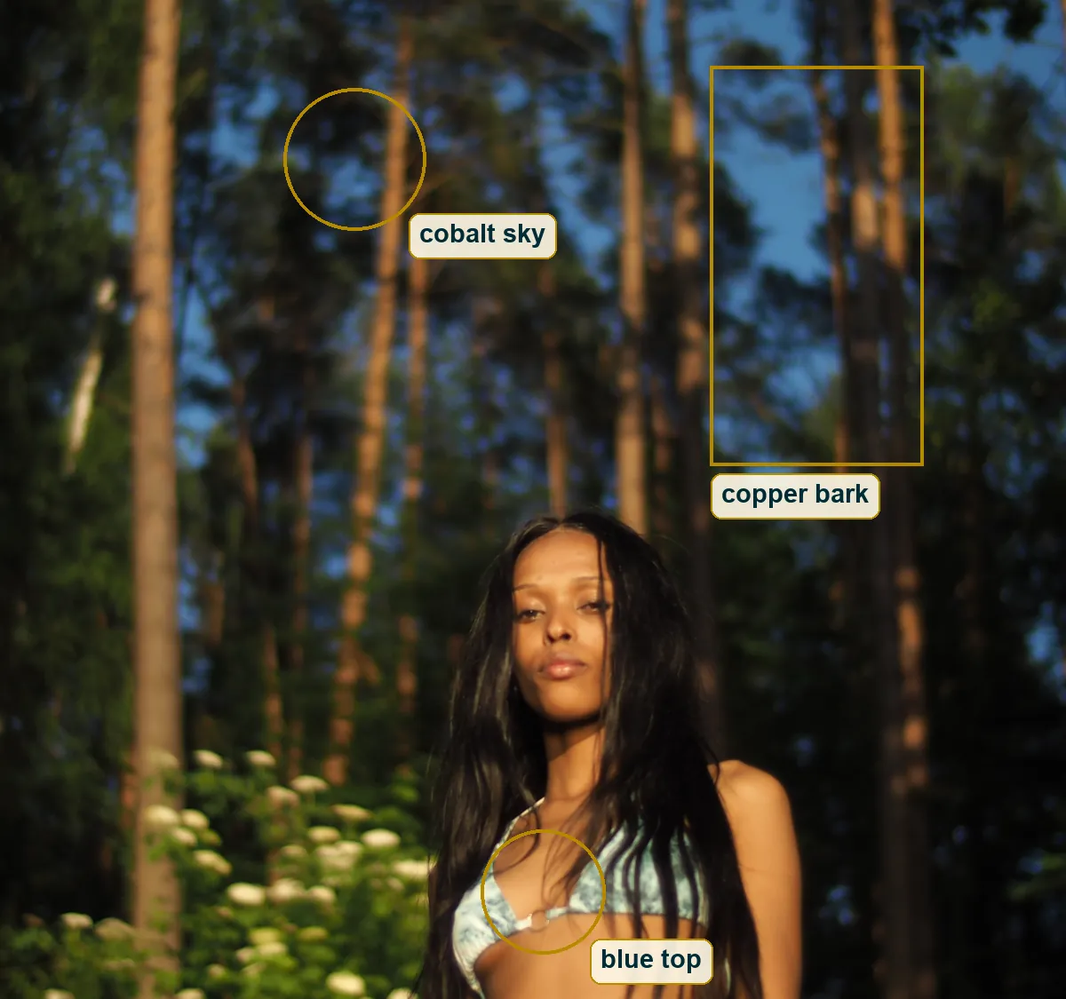 Crop showing sunlit amber pine bark boxed, deep blue sky circled, and her light-blue top circled