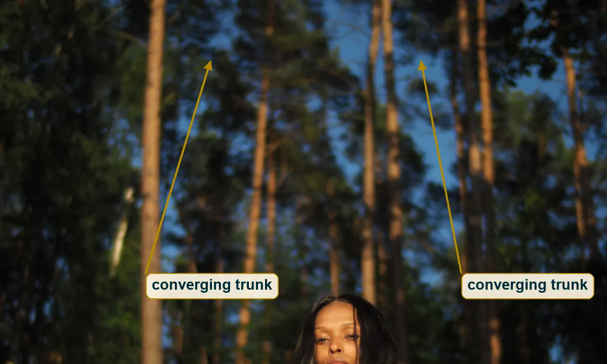 Crop of the upper forest canopy with arrows tracing the converging lines of the tall pine trunks