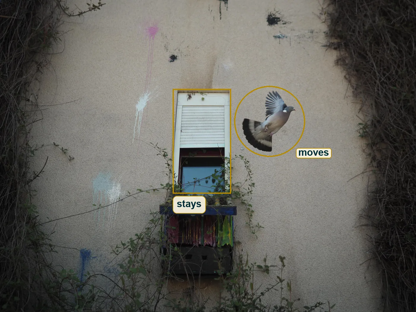 Full frame with the flying pigeon circled and the window boxed