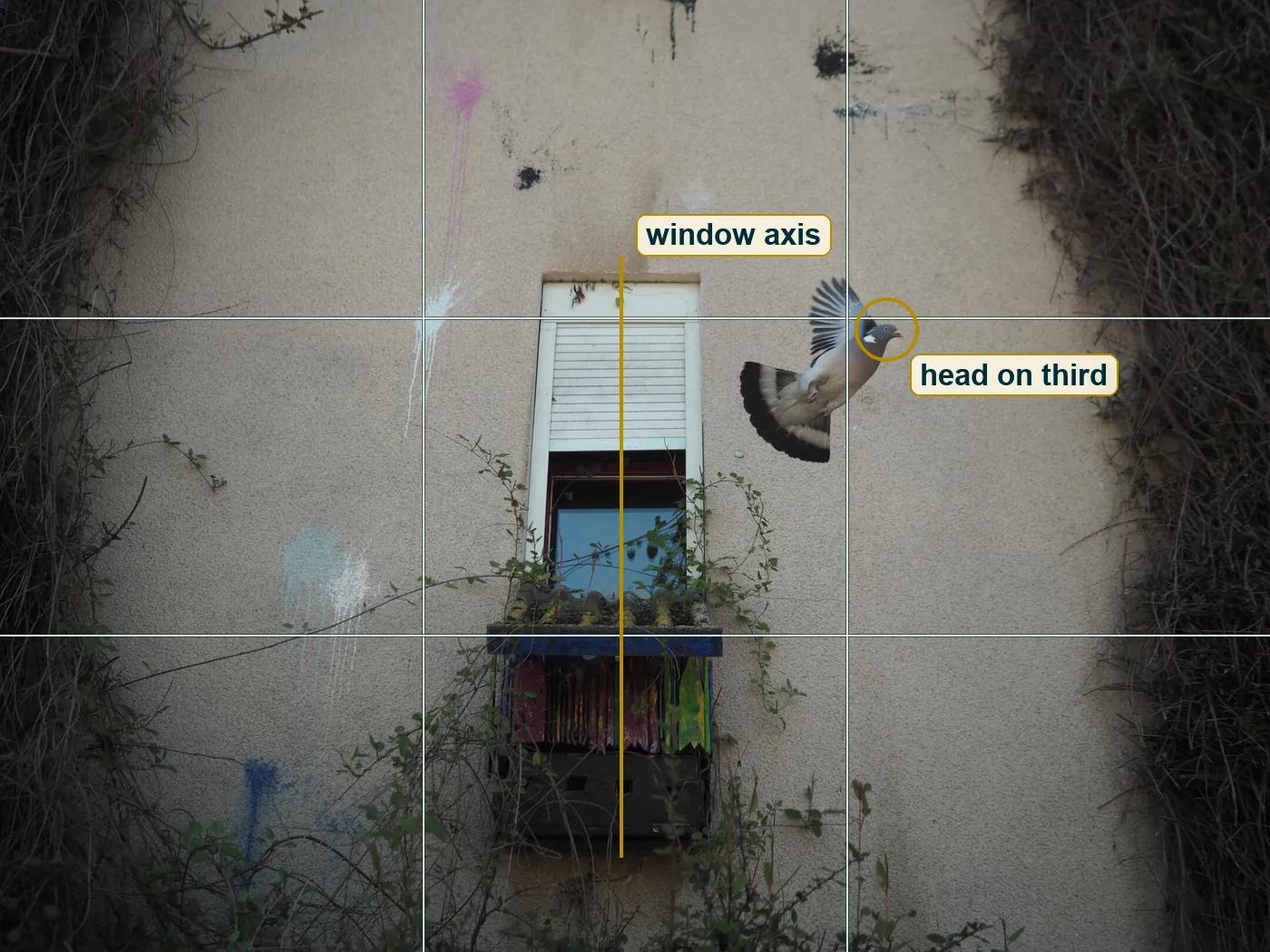 Full frame with a rule of thirds grid, the window's centre line and the pigeon's head marked