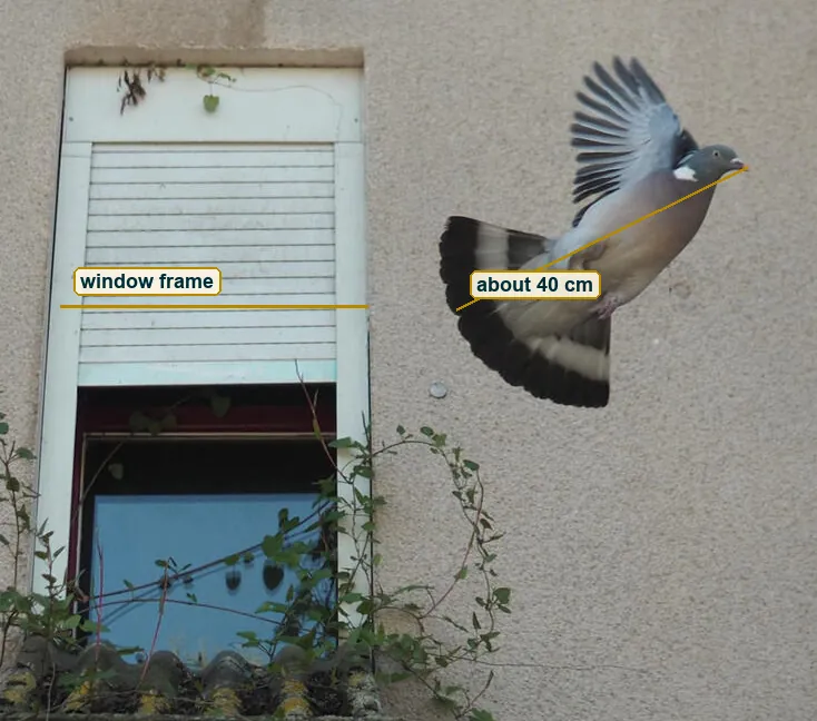 Pigeon and window with a measuring line along the bird's body and across the window frame