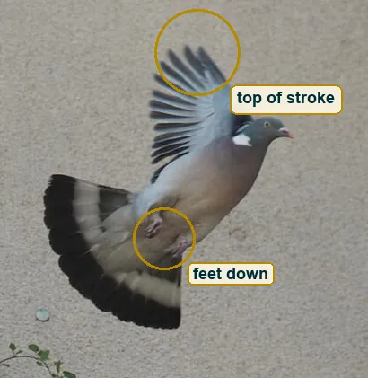 Close crop of the pigeon at the top of its wingbeat with the raised primaries and the lowered feet marked