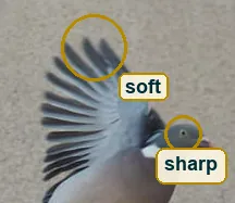 Pixel level crop of the wingtips and the head, the primaries slightly soft and the eye sharp