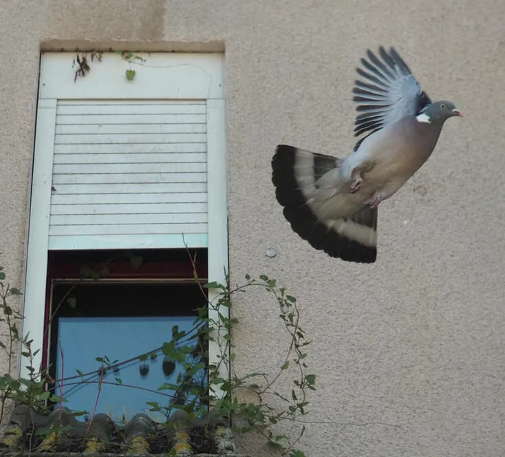 Tight crop of the shuttered window and the pigeon flying away from it
